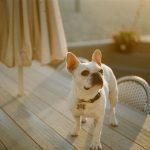 What you Should Know Before Welcoming a Dog in Your Family