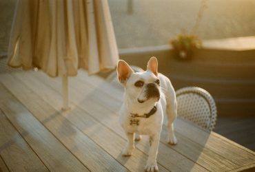 What you Should Know Before Welcoming a Dog in Your Family