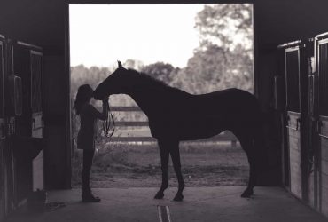 How Cannabidiol Helps Horses – Endocannabinoid System In Your Equine